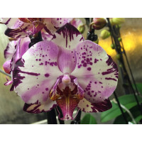 Phalaenopsis Magic Art (2 Rispen)