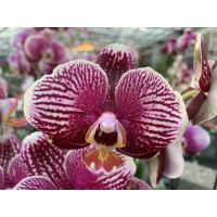 Phalaenopsis Phantom (2 Rispen)