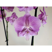 Phalaenopsis Pink 'Kizz' (2 Rispen)