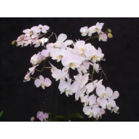 Phalaenopsis sanderiana (Jgpfl. frisch getopft)