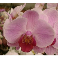 Phalaenopsis Shetland (2 Rispen)