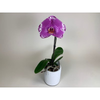 Phalaenopsis Big Singolo 'Victorio' (1 Blüte, inkl. Übertopf)