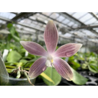 Phalaenopsis speciosa 'Blue Grey' (in Blüte/Knospe)