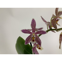 Phalaenopsis stuartiana puntatissima x mannii 'Dark' (Jgpf.)