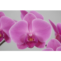 Phalaenopsis Texel