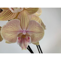 Phalaenopsis Torino 'Big Lip' (2 Rispen)