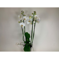 Phalaenopsis Tropic Snowball (4-5 Rispen)