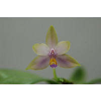 Phalaenopsis violacea 'coerulea'