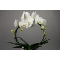 Phalaenopsis White Mirror (2 Rispen)