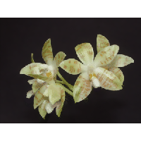 Phalaenopsis zebrina