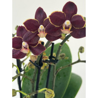 Phalaenopsis Sogo Banana Chocolate (3 Rispen)