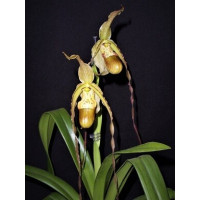 Phragmipedium Wössner Supergrande