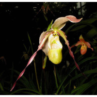 Phragmipedium pearcei