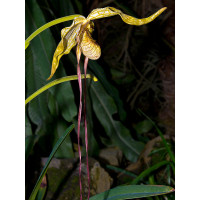 Phragmipedium caudatum