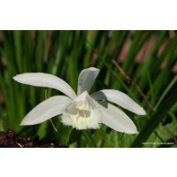 Pleione formosana alba