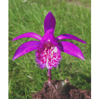 Pleione Tongariro