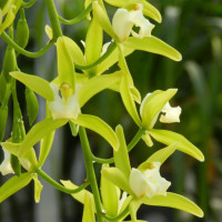 Cymbidium Pumilow (2-3 Rispenansätze)