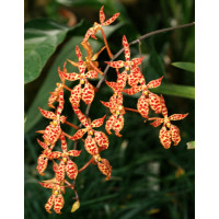 Renanthera monachica (Jgpfl.)