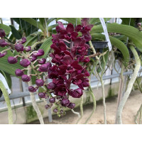 Rhynchostylis gigantea 'Red'