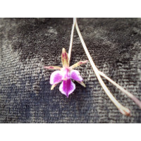 Tetramicra canliculata