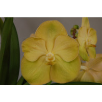 Vanda Lemon Gold (in Knospe/Blüte)