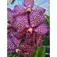 Vanda Magenta Glamour (in Knospe/Blüte)