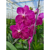 Vanda Pakchong Pink (in Knospe Blüte)