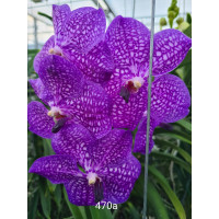 Vanda Purple Sensation (in Blüte/Knospe)