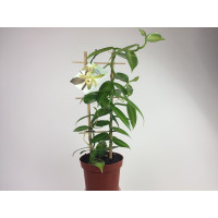 Vanilla planifolia 'variegata' (Rankegitter) - Echte Vanille Pflanze