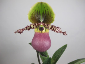 Paphiopedilum Pinocchio (Jgpfl) - Sparset 3 Pflanzen