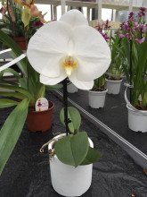 Phalaenopsis Big Singolo 'Tosha' (1 Blüte, inkl. Übertopf)