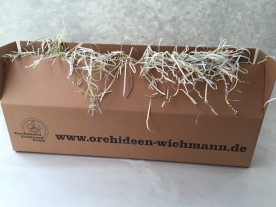 Überraschungsbox (5 verschiedene knospige / blühende Orchideen)
