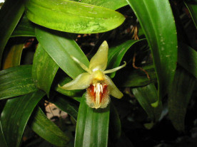 Coelogyne fimbriata (in Knospe/Blüte)