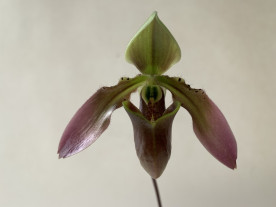 Paphiopedilum appletonianum 'hainanense' (1 Blütenstiel)