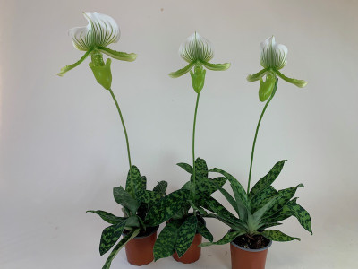 Paphiopedilum Maudiae-Sparset 