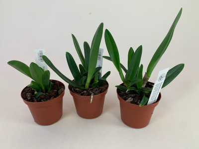 Brassavola glauca - Sparset