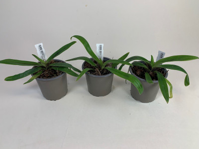 Paphiopedilum spicerianum (Jgpfl.) - Sparset