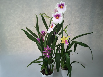 Miltonia-Sortiment