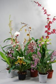 Orchideen-Schnäppchen (10 knospige/blühende Pfl.)