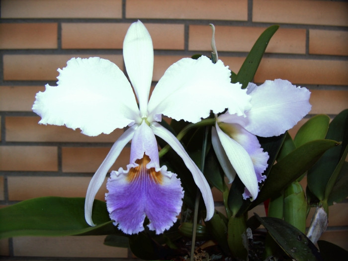 coerulea blühstarke Pflanze Orchidee Orchideen Laelia Cattleya gaskellina var 