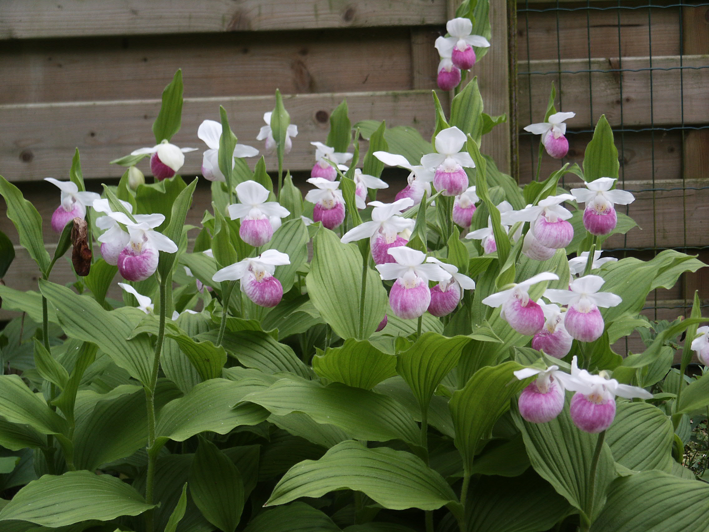 Cypripedium reginae | Orchideen-Wichmann.de - Höchste gärtnerische Qualität  und Erfahrung seit 1897