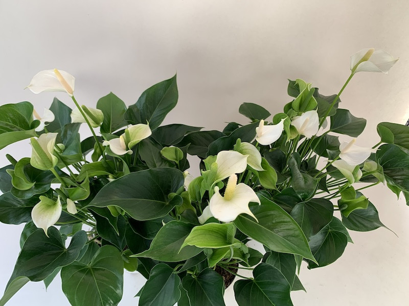 Anthurium Spar Set White Champion 17 cm Topf Orchideen Wichmann