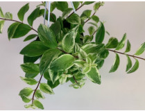 Aeschynanthus variegata