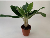 Aglaonema 'FLN011'