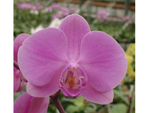 Phalaenopsis Mauritius