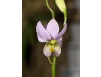 Barkeria whartoniana