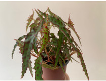 Begonia Amphioxos