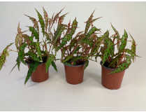 Begonia Amphioxos - Sparset