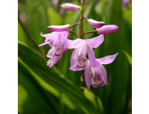 Bletilla striata 'pink'