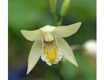 Bletilla striata 'Yellow'